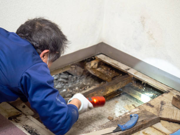 Best Post-Remediation Services in Leipsic, OH