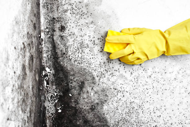 Best White Mold Remediation in Leipsic, OH