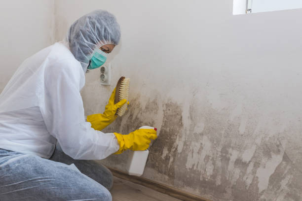Best Kitchen Mold Remediation in Leipsic, OH