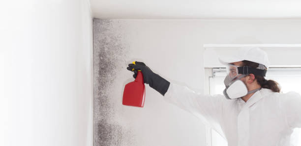 Best Basement Mold Remediation in Leipsic, OH